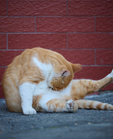 Adult red-haired white cat sits on the street, dayの写真素材