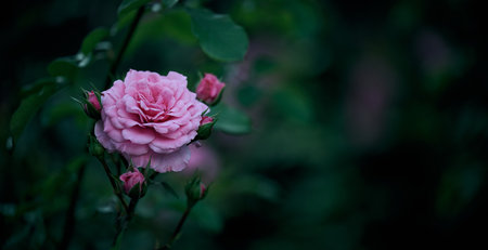 Growing rose bush with pink flowers and green leaves, copy spaceの写真素材