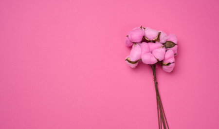 Pink cotton flower on a pink paper background, overhead. Minimalism flat lay composition, copy spaceの写真素材