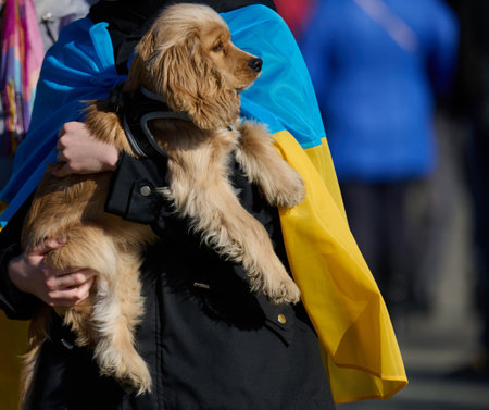 Woman holding a dog breed Cocker Spaniel in her arms on the streetの写真素材