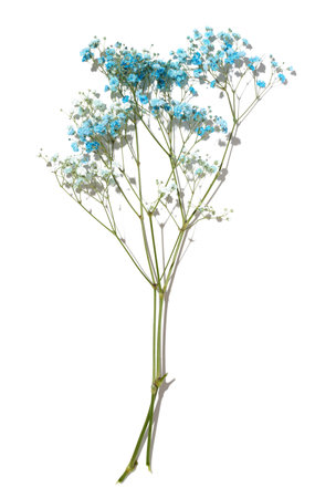 Gypsophilia branch with blue flowers on a white background, top viewの写真素材
