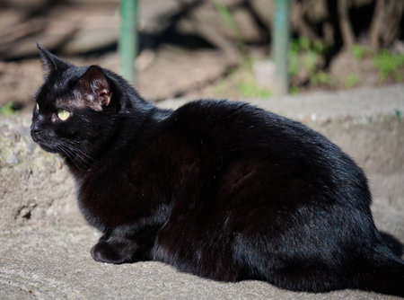 Adult black cat is resting in natureの写真素材