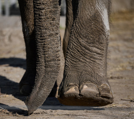Trunk and legs of an African elephant in natureの写真素材