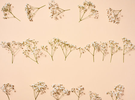 Gypsophilia branch with white flowers on a beige background, top viewの写真素材