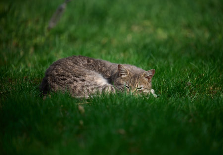 Adult gray cat sleeps on a green lawn on a sunny dayの写真素材
