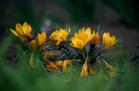 Blooming yellow crocuses with green leaves in the garden, spring flowersの写真素材