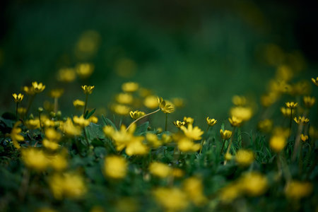 Lawn with green grass and yellow flowers Chistyak spring or Buttercup spring, macroの写真素材