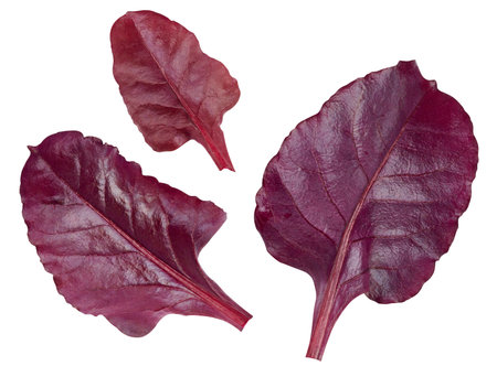 Red chard leaves on white isolated background, a healthy and tasty ingredient salad.の写真素材
