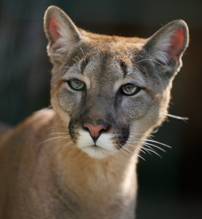 Portrait of an adult female cougar on a spring dayの写真素材