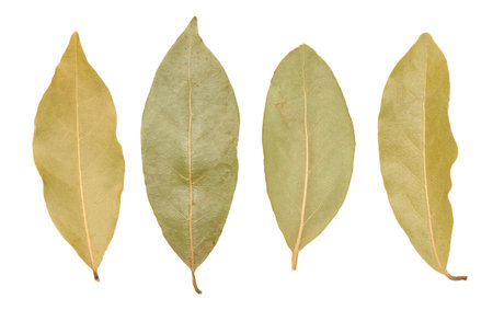 leaves Dry of bay leaf on a white background, aromatic spiceの写真素材