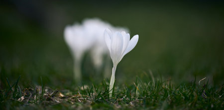 Blooming white crocuses with green leaves in the garden, spring flowersの写真素材