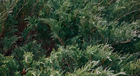 Large juniper bush Cossack spring dayの写真素材