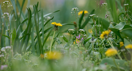 Green meadow with yellow blooming dandelions on a spring dayの写真素材