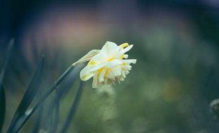 Blooming daffodil in the parkの写真素材