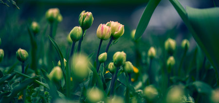 Unopened tulip in the park on a summer dayの写真素材