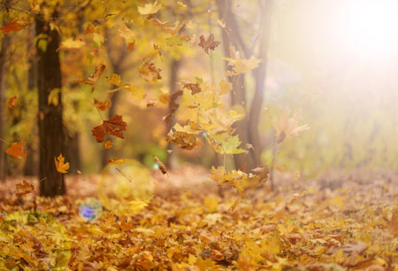 Golden dry maple leaves circling in the air above the ground. Autumn landscape in the park,...