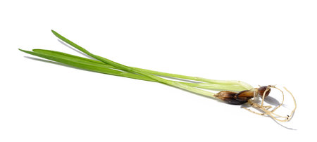 Green wheat sprouts on a white background, macroの写真素材