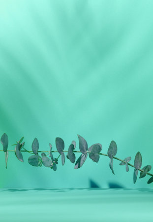 Green branch of eucalyptus on a green paper background. Scene for advertising and displaying...