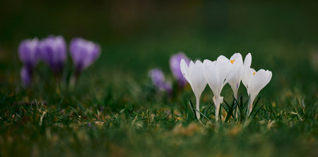 Blooming white crocuses with green leaves in the garden, spring flowersの写真素材