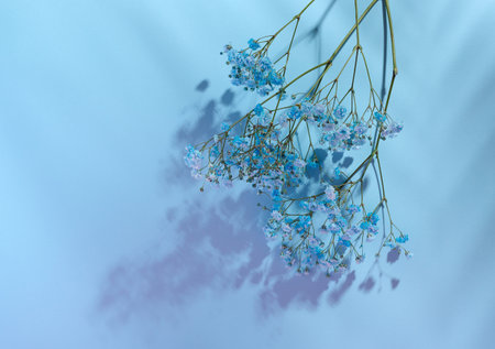 Gypsophilia branch with blue flowers on a blue background, top view. copy spaceの写真素材