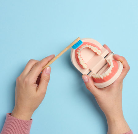A woman's hand holds a plastic model of a human jaw with white teeth and a wooden toothbrush, oral hygieneの写真素材