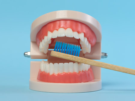 Wooden toothbrush and plastic model of dental jaw with white teeth on a blue background, oral...
