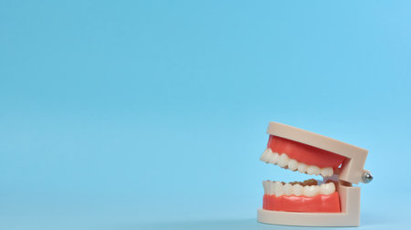 Plastic model of a human jaw with white teeth on a blue background, copy space