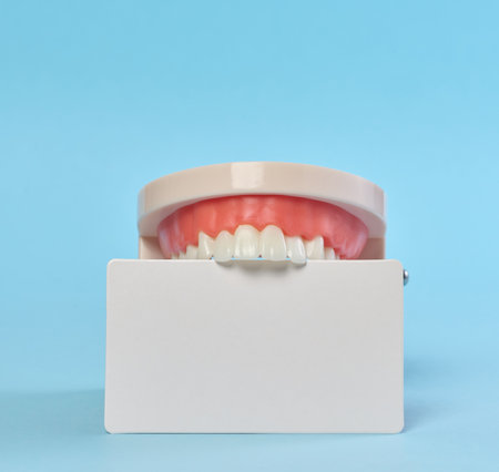 Plastic model of a human jaw and a blank white business card on a blue backgroundの写真素材