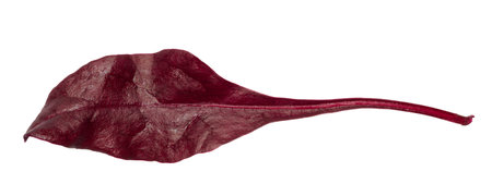 Red chard leaf on white isolated background, a healthy and tasty salad ingredient.