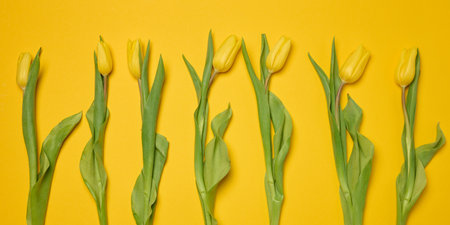 Bouquet of blooming tulips with green leaves on a yellow background, top viewの写真素材