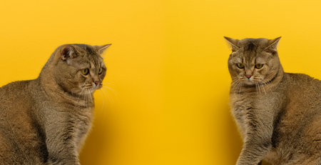 Sad cat looking down on a yellow background, copy spaceの写真素材