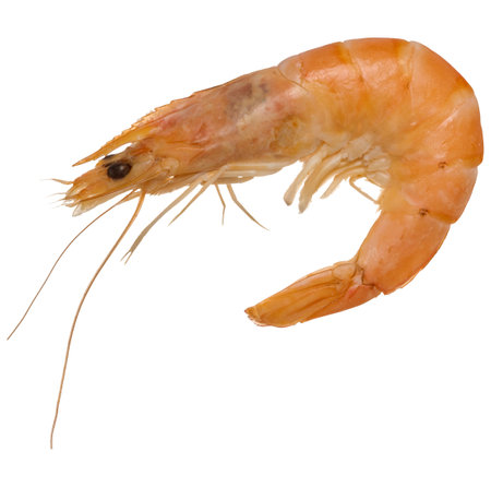 Large boiled shrimp on isolated background, close upの写真素材