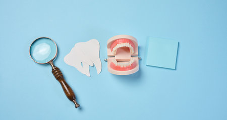 Plastic human jaw with white teeth, magnifying glass, oral cavity prevention, top viewの写真素材