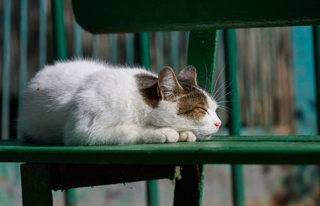 An adult street cat is relaxing in nature on a sunny dayの写真素材