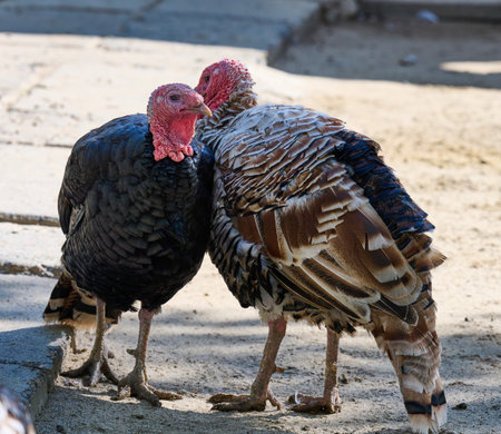 Domestic bird outdoor turkeys on a summer day
