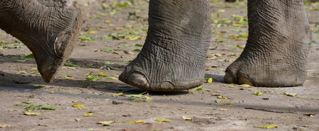 A fragment of a walking elephant's leg on a summer dayの写真素材
