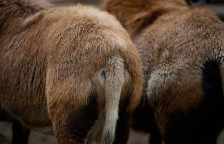 A herd of Cameroonian sheep walking outdoors