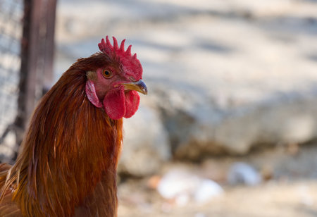 Domestic chicken walking outdoors on a summer day, rooster