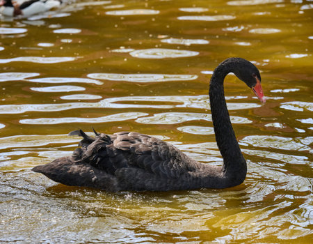 Portrait of a juvenile black swan cygnet swimming in muddy water. Young bird in natural wildlife settingの写真素材