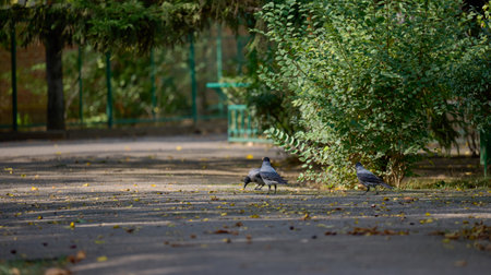 Three gray crows are on a paved path in a park, dayの写真素材