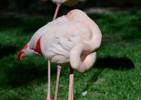 Pink flamingo arched its neck, sunny dayの写真素材