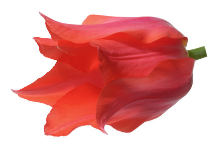 Red tulip flower in bloom, with gently curved petals, isolated backgroundの写真素材