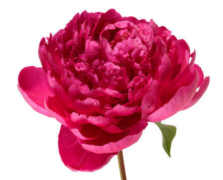 One lush bright pink peony flower with green leaf, isolated backgroundの写真素材