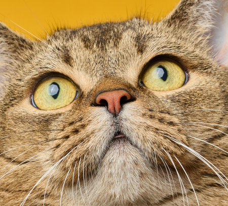 A close-up of a tabby cat's face with wide eyes and a curious expression, a look of surprise and admiration.の写真素材