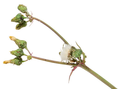 Close up of a dried wildflower stem common sowthistle with closed green buds and white fluffy seed head, isolated backgroundの写真素材