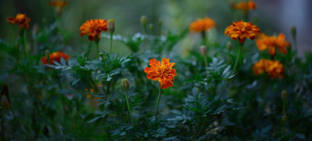 Blooming marigolds in the garden summer eveningの写真素材