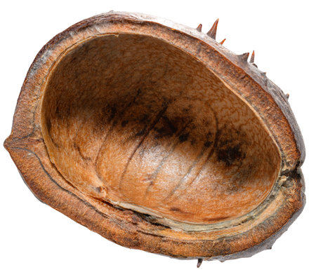 Empty half of a dry, prickly horse chestnut husk. Isolated backgroundの写真素材
