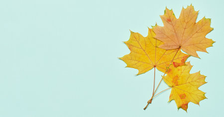 Autumn yellow maple leaves on mint background, top viewの写真素材