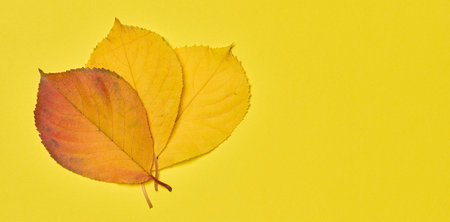Red and yellow leaves on a yellow background, top view. Copy space