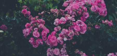 A close-up of a bush of bright pink garden roses with lush inflorescences, surrounded by dark green foliage.の写真素材